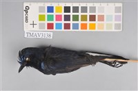 藏品(白尾鴝)的圖片